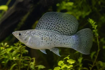 Poecilia velifera (Моли вео)