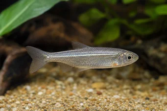 Poissonsus picus (Порц-епска риба)