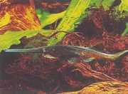 Polyodon spathula Миссиссиппи �...