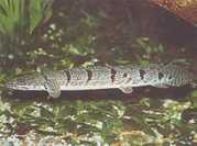 Polypterus delhezi Заире Полипт�...