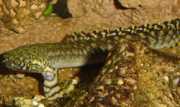 Polypterus ornatipinnis Полиптерус о�...