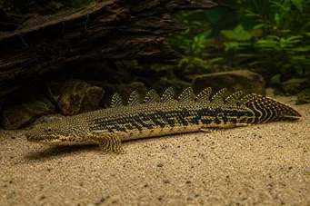 Polypterus ornatipinnis (Полиптерус орнатипиннис)