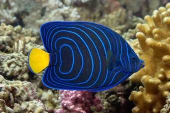 Pomacanthus annularis (Риба)