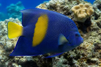 Pomacanthus maculosus (Анђеоска риба у кроасану)