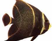 Pomacanthus paru Француски ан�...