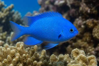 Pomacentrus caeruleus (Плаво-зелена дама)