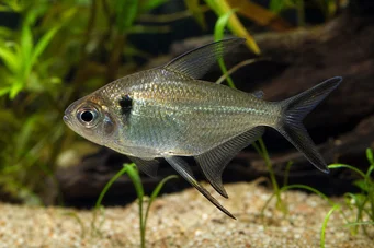 Poptella longipinnis (Дуге пераје тетра)