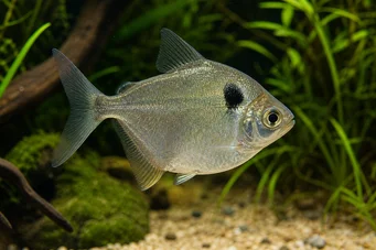 Poptella orbicularis (Цхарацин диск)