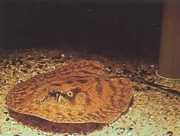 Potamotrygon hystrix Мермерблед с�...