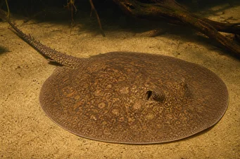 Potamotrygon laticeps (Реие а аигуиллон цоммон)