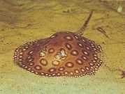 Potamotrygon motoro Оцелее слатк�...