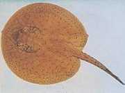 Potamotrygon schroederi Сцхродер Пас�...