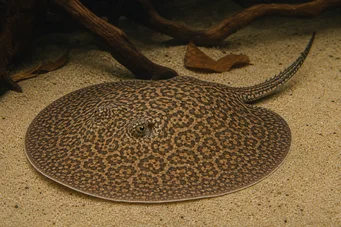 Potamotrygon schroederi (Сцхродер Пастенагуе, Раи Гуацамаиа)