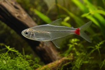 Prionobrama filigera (Црвено-таиловано стакло Цхарацин)
