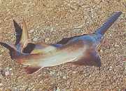 Pristis microdon Северна Сцие ...