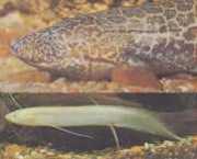 Protopterus aethiopicus ... Протоптер Ет�...