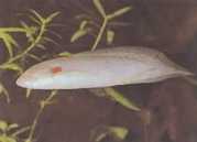 Protopterus annectens an... Афрички дипн�...