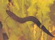 Protopterus dolloi Протоптероус...