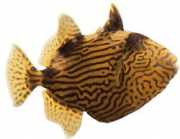 Pseudobalistes fuscus Вермулисан