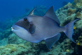 Pseudobalistes fuscus (Вермулисан)