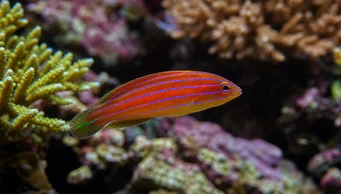 Pseudocheilinus hexataenia (Шест -лине лабрум)