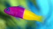 Pseudochromis paccagnell... Риба од ванил...