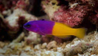 Pseudochromis paccagnellae (Риба од ванилије-фразе)