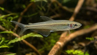 Pseudocorynopoma doriae (Змај)