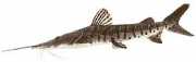Pseudoplatystoma fasciat... Тигар