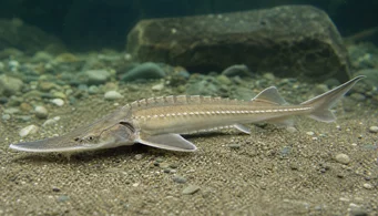 Pseudoscaphirhynchus kaufmanni Кауфманн Стургеон