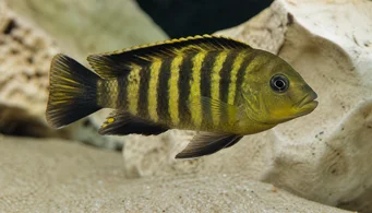 Pseudotropheus crabo (Псеудотропхеус Цхамелеон)