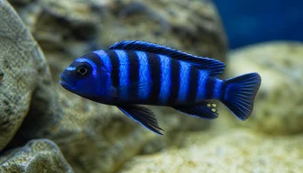 Pseudotropheus demasoni (Псеудотропхеус Демасони)