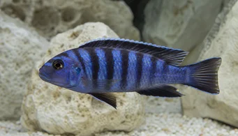 Pseudotropheus elongatus (Издужени цицхлид)