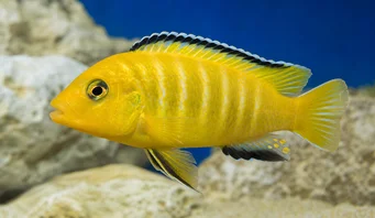 Pseudotropheus lombardoi (Псеудотропхеус Ломбардои)
