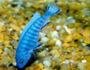 Pseudotropheus socolofi Плави цицхли�...