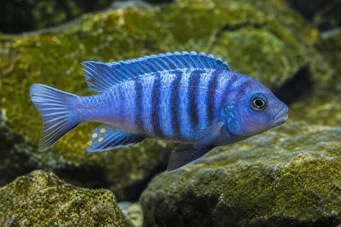 Pseudotropheus tropheops (Жути)