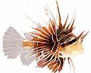 Pterois radiata Зрачила бодо�...