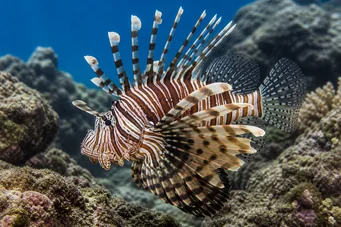Pterois sphex (Хаваии Птероис)