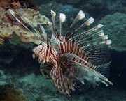 Pterois volitans Бодовање риб�...