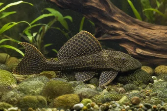 Pterygoplichthys anisitsi (Снов Плецо)