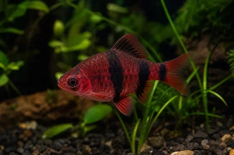 Puntius nigrofasciatus (Црвена глава Беардбус, брадати Нигор)
