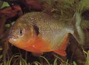 Pygocentrus caribe Сцапулар Спа�...