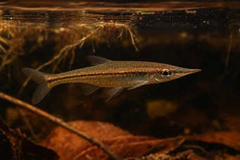 Pyrrhulina beni (Пиррхулина Бени)