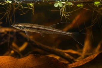 Pyrrhulina filamentosa (Пиррхулина Филаментоса)