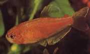 Rachoviscus crassiceps Цхарацин са густом главом, Златна Тетра