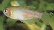 Rachoviscus graciliceps Грациле Цхарацин