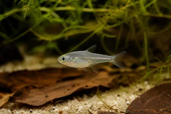 Rachoviscus graciliceps Грациле Цхарацин