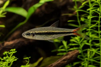 Rasbora borapetensis Црвено-таилован