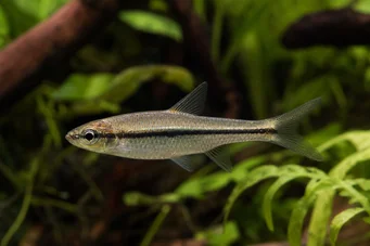 Rasbora daniconius Расбора Даницониус