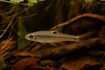 Rasbora dorsiocellata Расбора на Оцелле